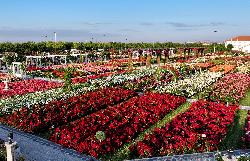 190 ÇEŞİT GÜL GÖRSEL ŞÖLEN SUNUYOR