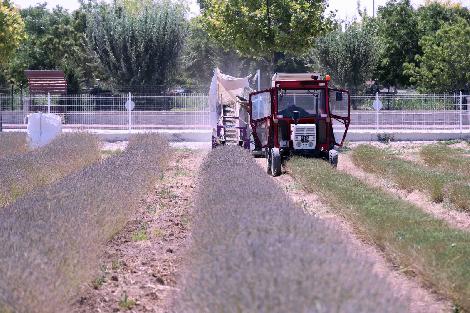 TÜRKİYE’NİN EN BÜYÜK LAVANTA BAHÇESİ’NDE HASAT BAŞLADI